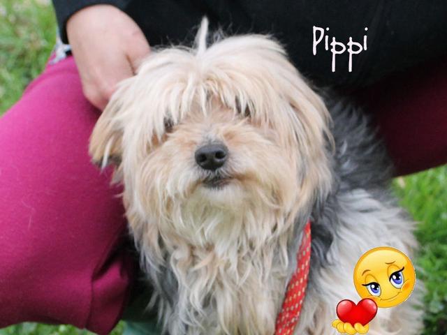 Pippi, buona vita!